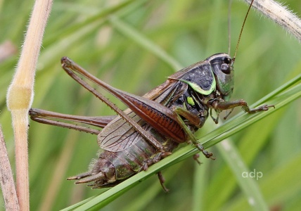 Roesel's Bush Cricket (Metrioptera roeselii) Alan Prowse